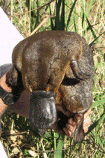 File:Platypus profile.gif
