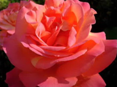 File:Rose.jpg