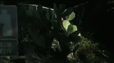 File:Cactus.gif
