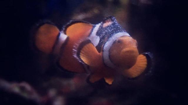 File:Outbreak013-Nemo.jpg