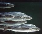 File:Heapomackerels.jpg