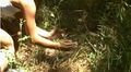 Bree in the grass