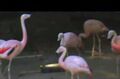 The flamingos